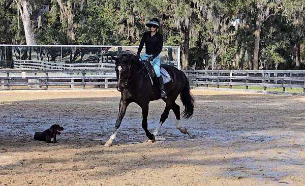 jumper-warmblood-horse