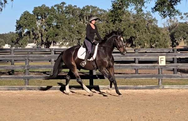 oldenburg-warmblood-horse