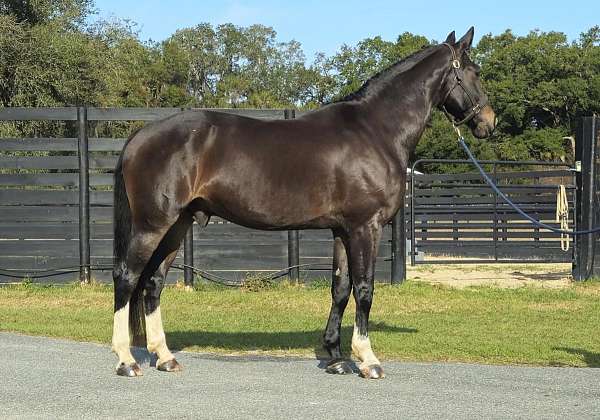 athletic-warmblood-horse