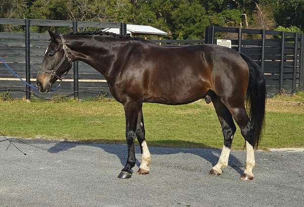 flashy-warmblood-horse