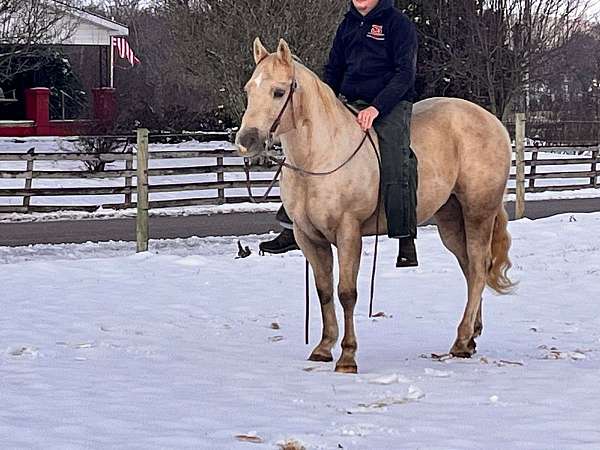 beginner-safe-quarter-horse