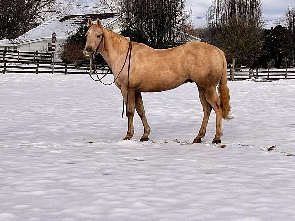 palomino-star-horse