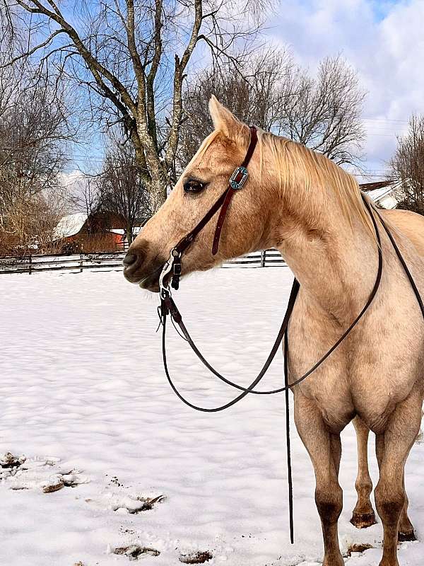 ranch-work-quarter-horse