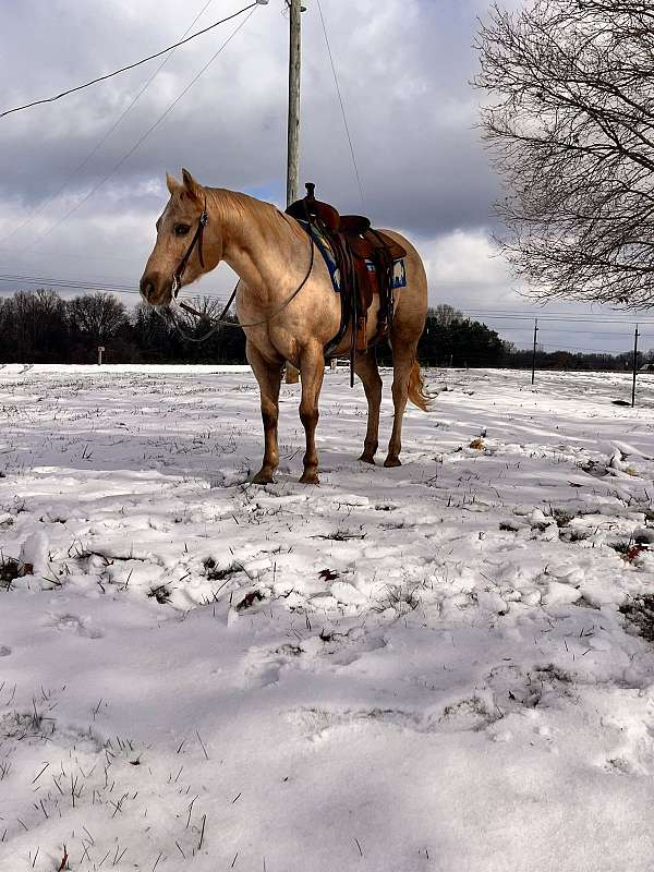 trail-quarter-horse