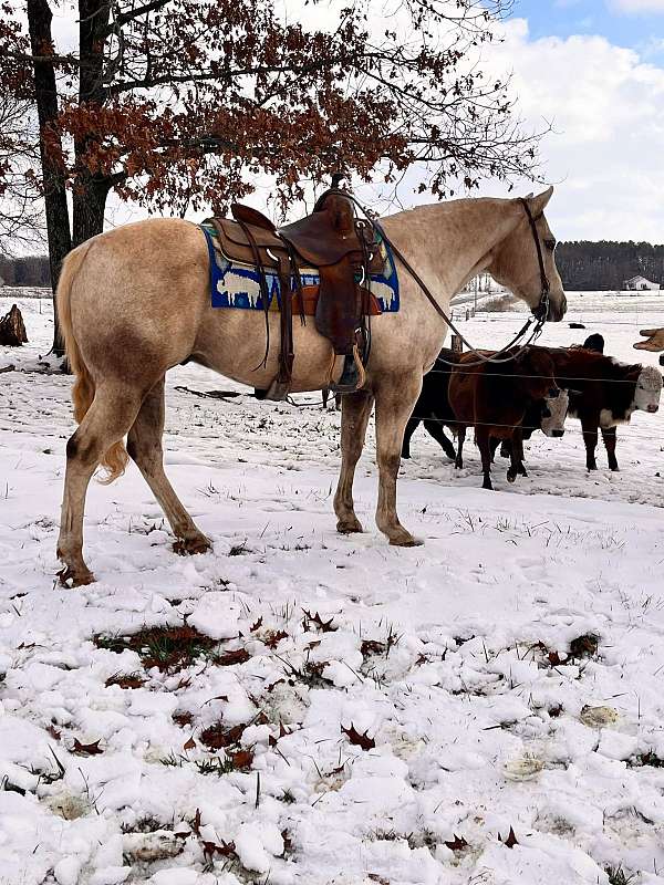 all-around-quarter-horse