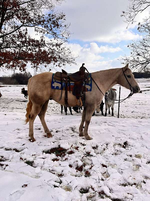 athletic-quarter-horse