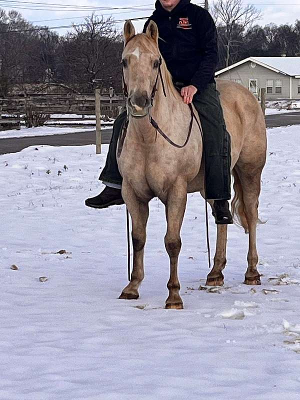 barrel-racing-quarter-horse