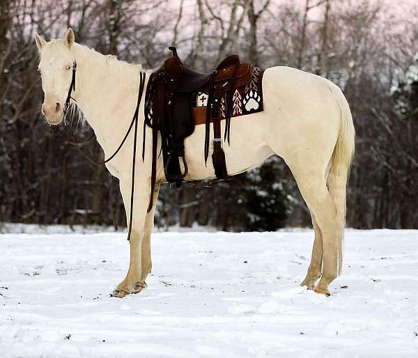 beginner-safe-quarter-horse