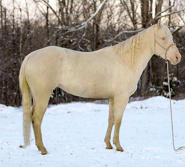 family-horse-quarter