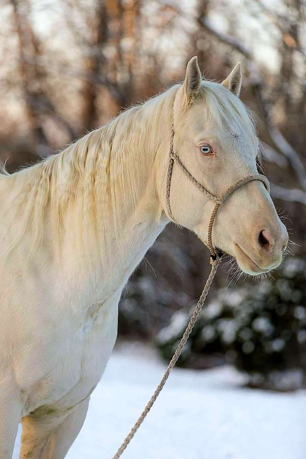 trail-quarter-horse