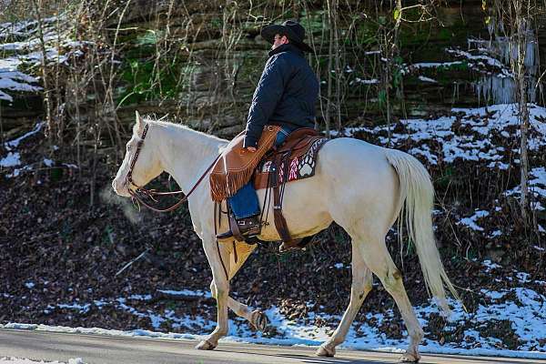 all-around-quarter-horse