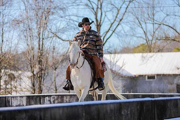 athletic-quarter-horse