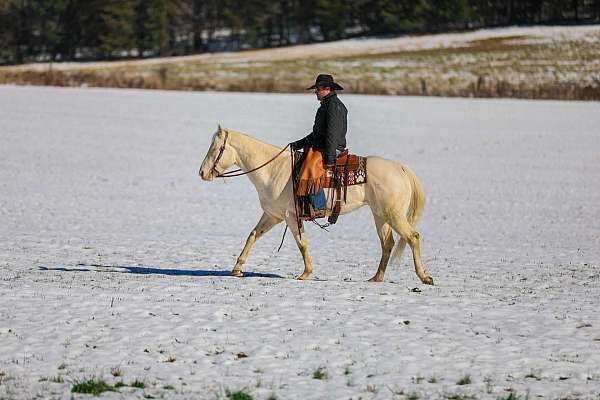 beginner-quarter-horse