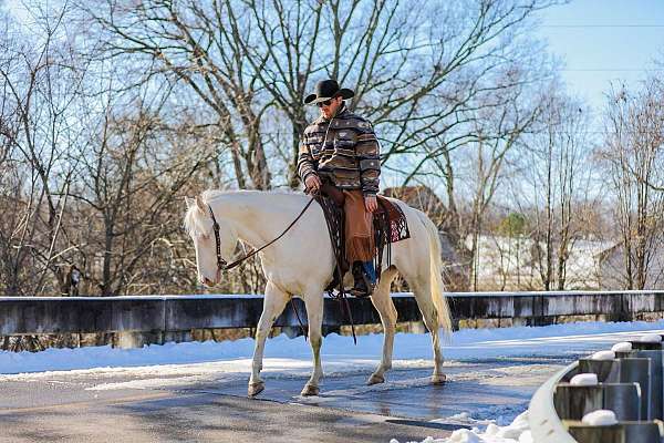 experienced-quarter-horse