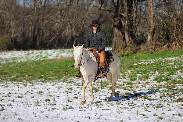 flashy-quarter-horse