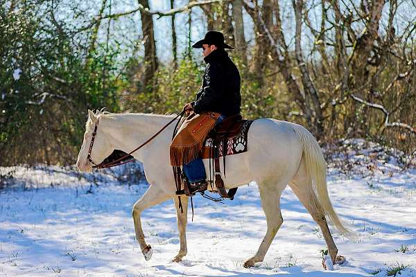 husband-safe-quarter-horse