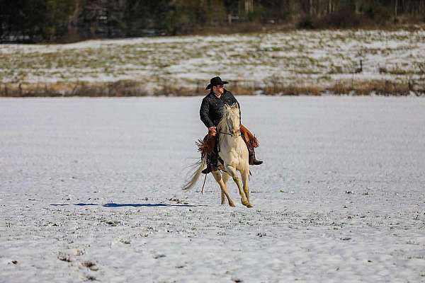 kid-safe-quarter-horse