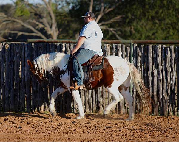 beginner-safe-quarter-horse