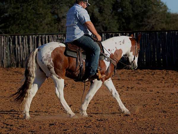 ranch-work-quarter-horse