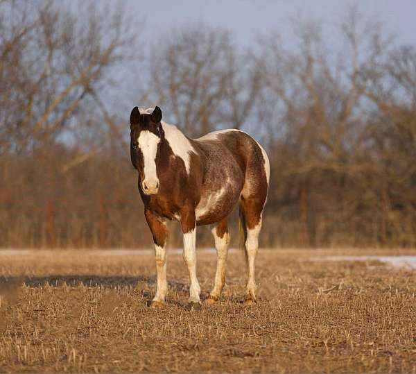 tobiano-4-stockings-blaze-horse