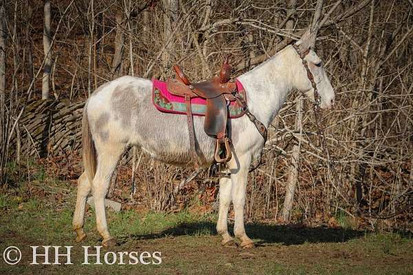 bald-horse