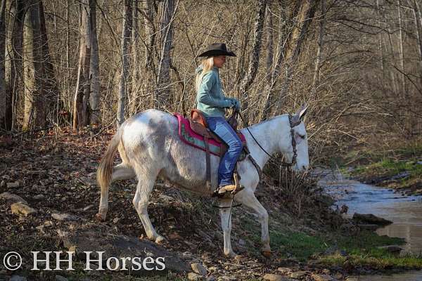 beginner-safe-quarter-horse