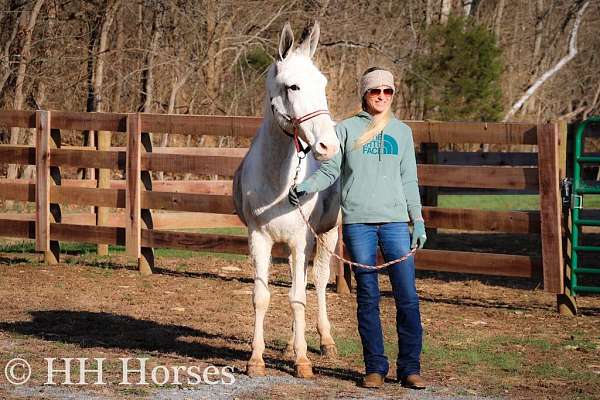 family-horse-quarter