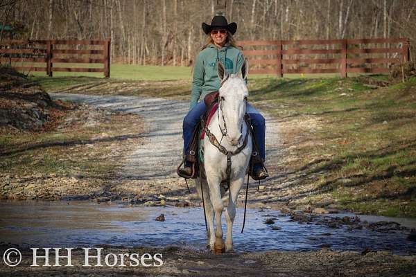 trail-quarter-horse