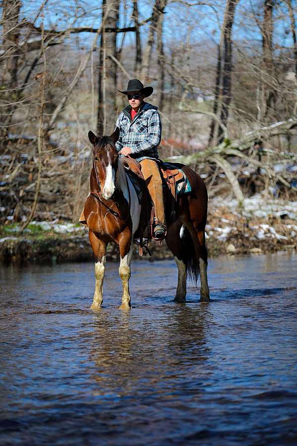 experienced-quarter-horse