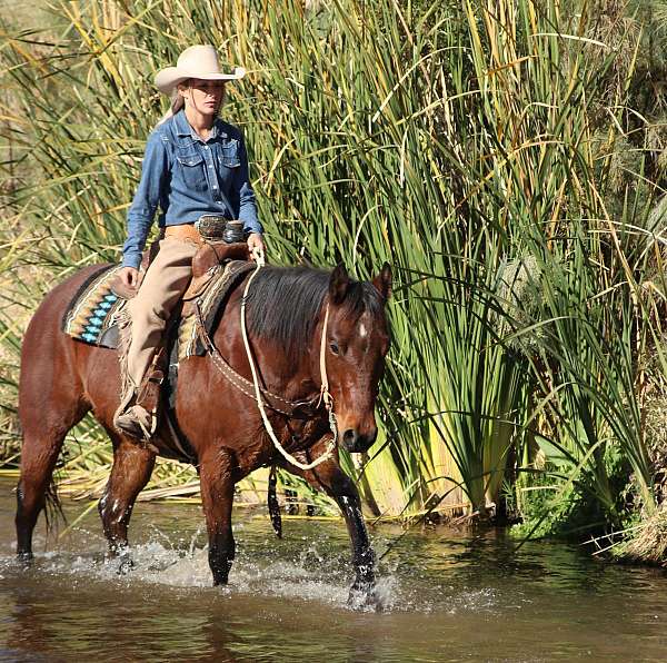 great-young-gelding