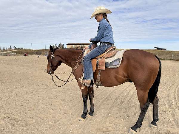 started-head-gelding