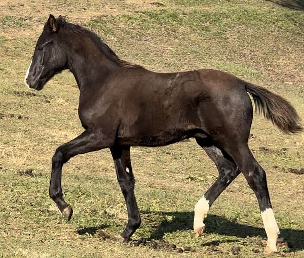 dutch-warmblood-horse