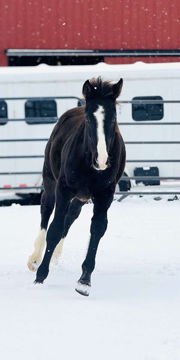 dutch-warmblood-colt