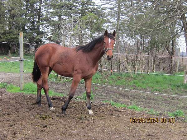 stripe-2-white-feet-horse