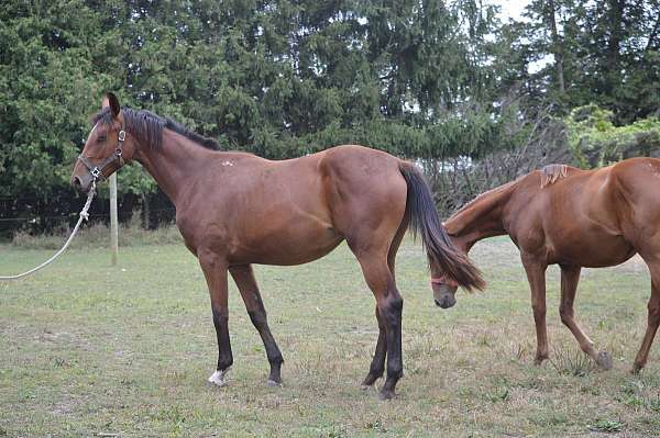 liver-chestnut-stripe-2-white-feet-horse