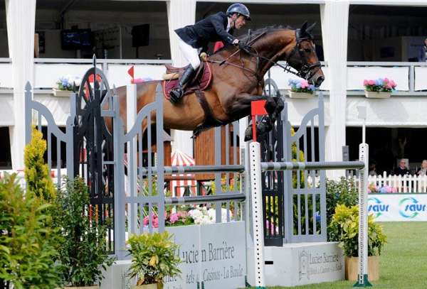 liver-chestnut-dutch-warmblood-filly