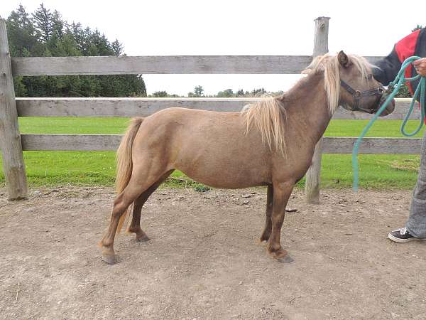 beginner-miniature-horse