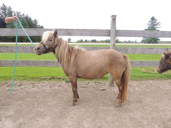 breeding-miniature-horse