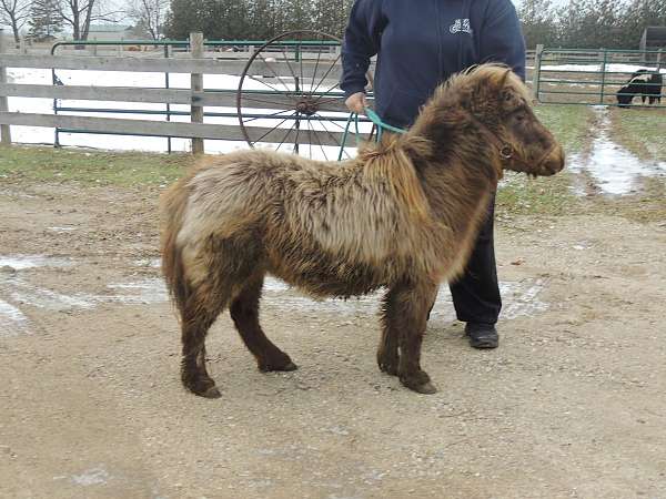 companion-miniature-horse