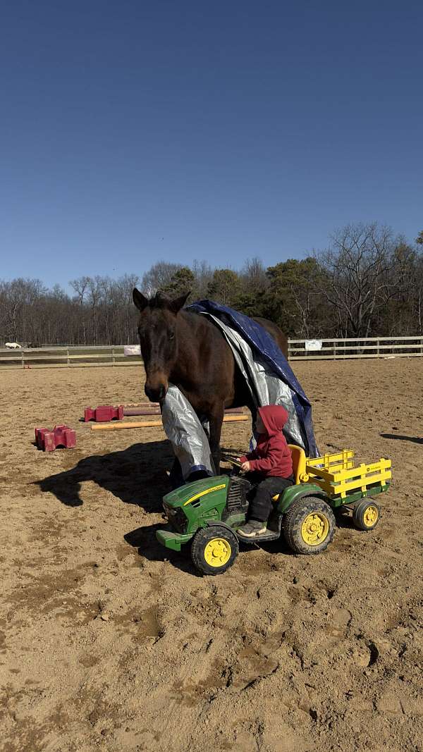 all-around-thoroughbred-horse