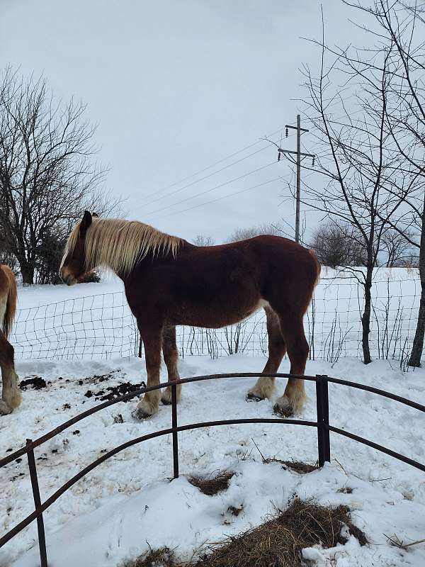 cart-belgian-horse