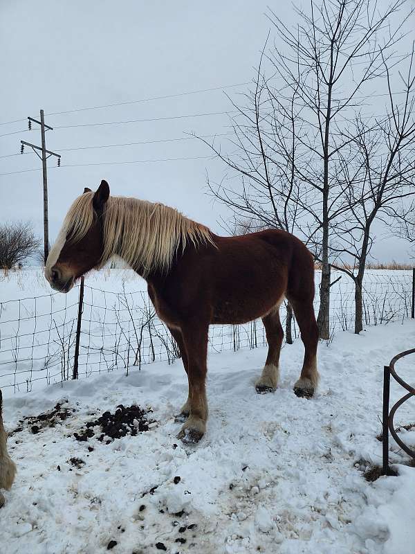 build-belgian-horse