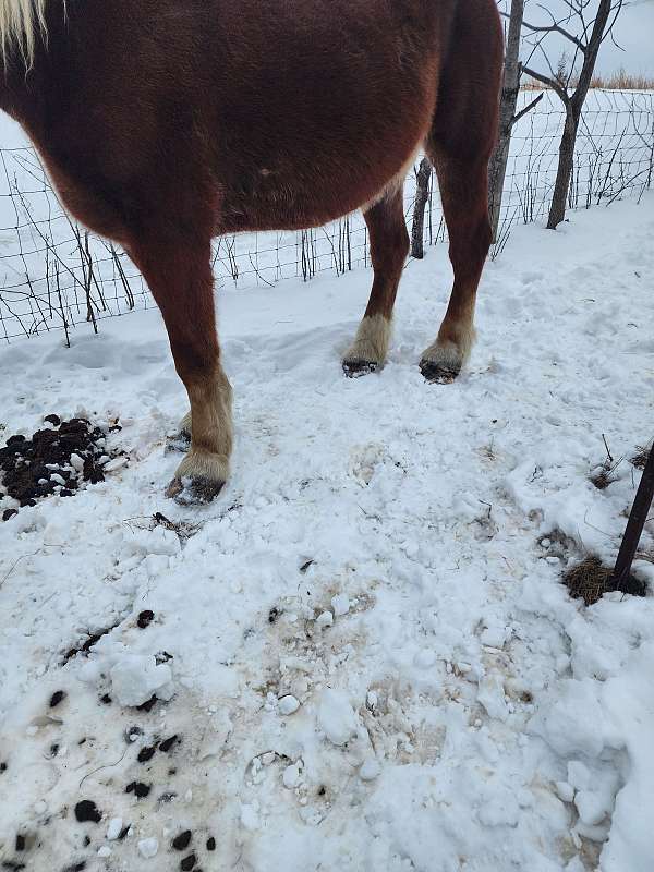 draft-broodmare-belgian-horse