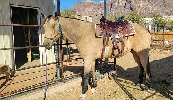 quarter-horse-gelding