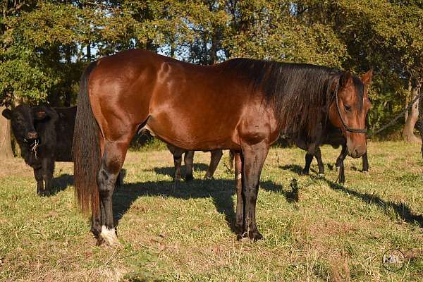 bay-right-hind-sock-star-horse