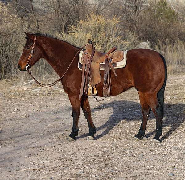 ranch-work-quarter-horse