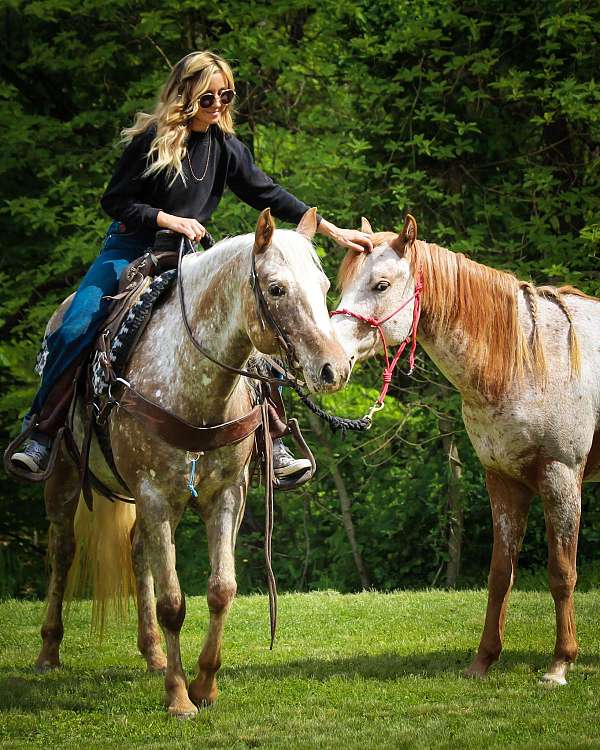 ranch-work-quarter-horse