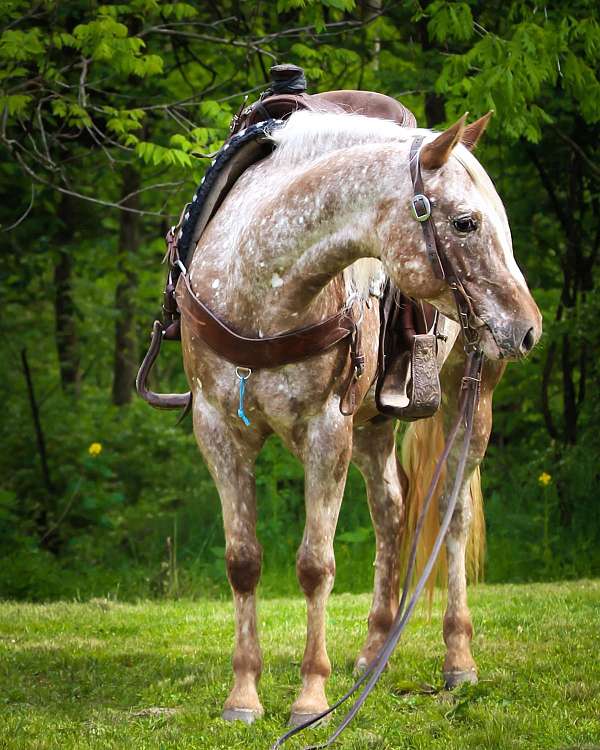 all-around-quarter-horse