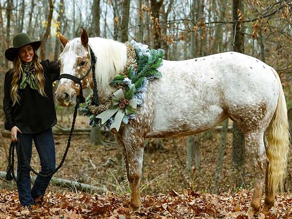 bathe-quarter-horse