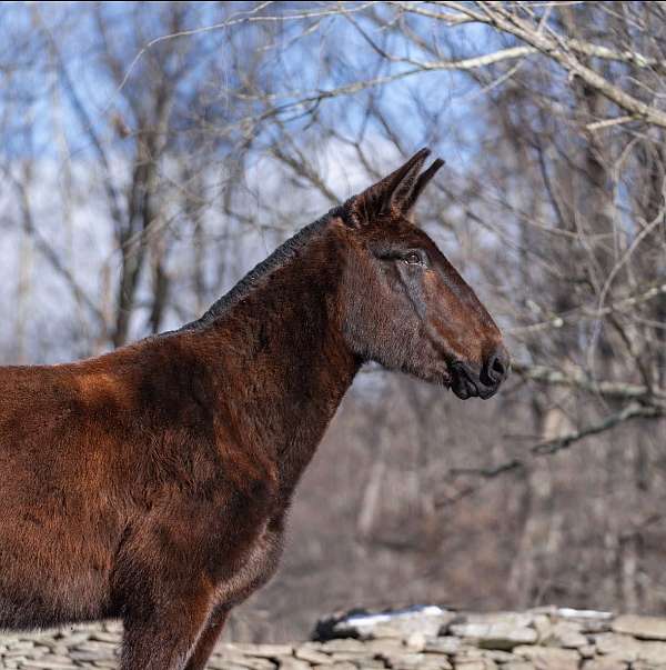 beginner-safe-quarter-horse